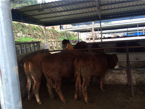 91视频网站免费