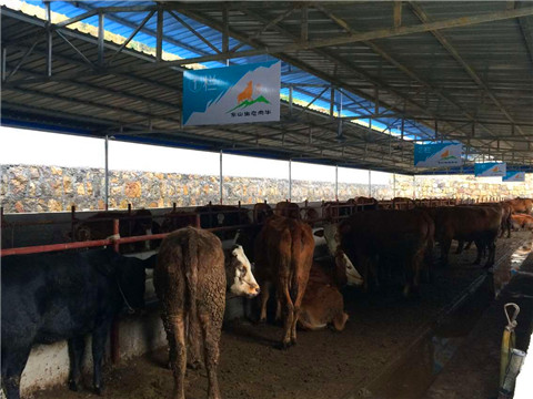 91视频网站免费